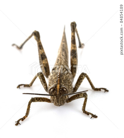 Anacridium aegyptium in studio 84854189