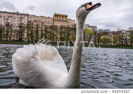 Graceful white swan swim in the pond in city park. Graceful white swan swim in the pond in city park. 84854387