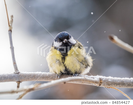 Cute bird Great tit, songbird sitting on a branch without leaves in the autumn or winter. 84854427