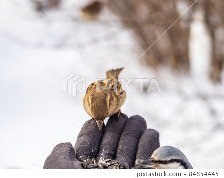 Sparrow eats seeds from a man's hand Sparrow eats seeds from a man's hand 84854445