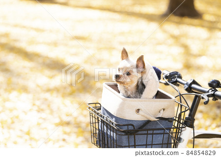在一輛自行車的前籃子的約克夏狗在秋天公園 在一輛自行車的前籃子的約克夏狗在秋天公園 84854829
