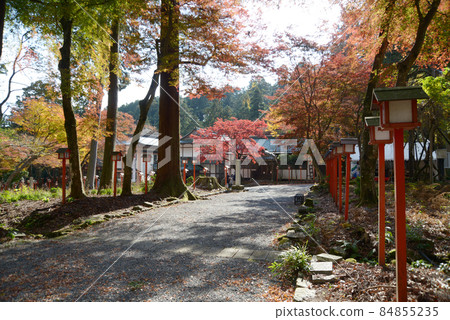 Autumn leaves in the precincts of Hiyoshi Taisha Shrine Sakamoto, Otsu City, Shiga Prefecture 84855235