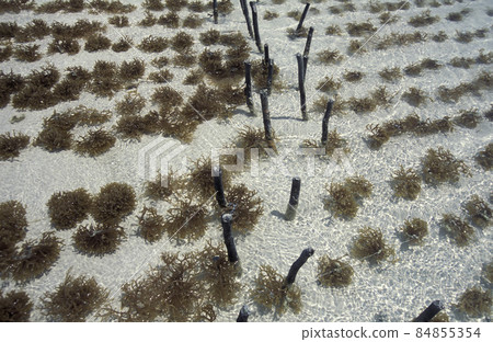 ZANZIBAR BWEJUU SEAWEED PLANTATION ZANZIBAR BWEJUU SEAWEED PLANTATION 84855354