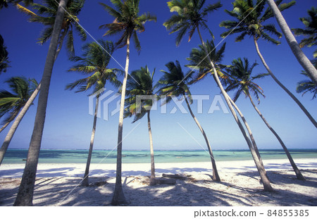ZANZIBAR BWEJUU EASTCOAST LANDSCAPE 84855385