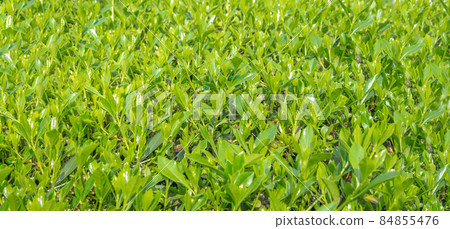 Green grass texture for background Green grass texture for background 84855476
