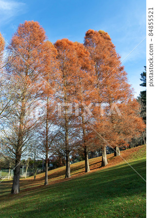 Dawn redwood or metasequoia glyptostroboides trees with autumn colored red leaves 84855521