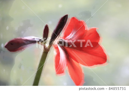 Close-up of a red amaryllis with four blossoms isolated with artistic processing, selective focus, selective focus. High quality photo Close-up of a red amaryllis with four blossoms isolated with artistic processing, selective focus, selective focus. High quality photo 84855731