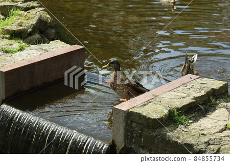 Duck in the Riga Park on an artificial waterfall. High quality photo 84855734