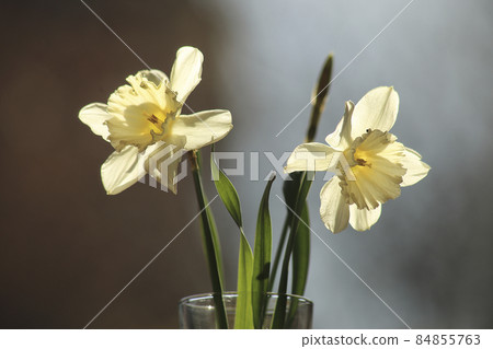 A White Narcissus. High quality photo 84855763