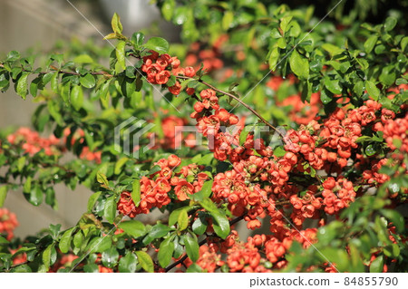 Red orange flowers on a quince bush. High quality photo Red orange flowers on a quince bush. High quality photo 84855790