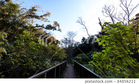 Late autumn in Koajiro no Mori, Miura City, Kanagawa Prefecture, an unexplored region of the Shonan Miura Peninsula 84856211