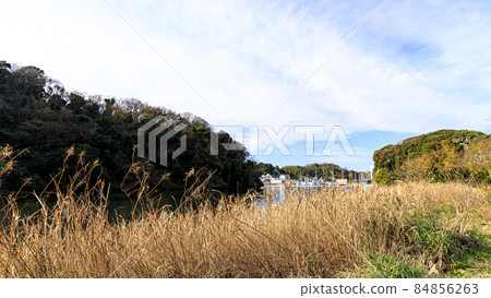 湘南三浦半島的未開發地區神奈川縣三浦市小次郎之森的深秋 84856263