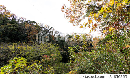 湘南三浦半島的未開發地區神奈川縣三浦市小次郎之森的深秋 84856265