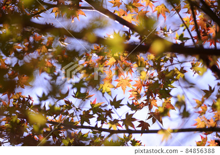 Autumn scenery Autumn scenery 84856388