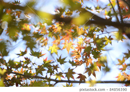 Autumn scenery Autumn scenery 84856390
