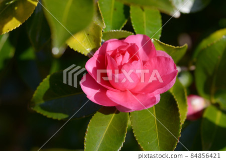 冷山茶花 84856421