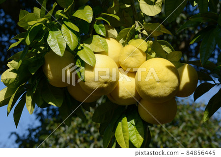 Pomelo Zabon 84856445