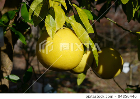 Pomelo Zabon Pomelo Zabon 84856446