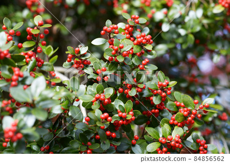 冬青紅堅果 84856562