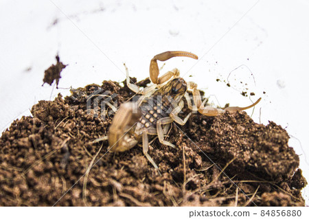 Hottentotta hottentotta is a genus of scorpions of the family Buthidae. It is distributed widely across Africa. Very poisonous for people 84856880