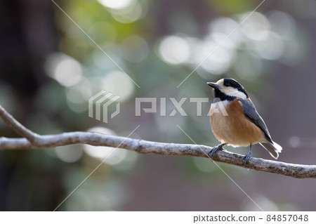 Mountain rattle perching on a tree branch Mountain rattle perching on a tree branch 84857048