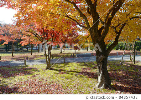 Autumn leaves in Nijo Castle, Nakagyo Ward, Kyoto City 84857435