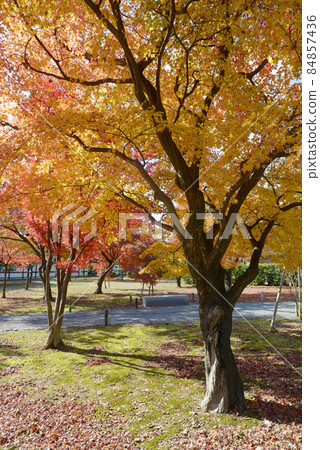 Autumn leaves in Nijo Castle, Nakagyo Ward, Kyoto City 84857436