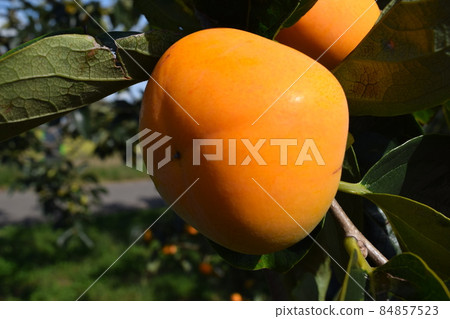 Orange persimmon fruit Orange persimmon fruit 84857523