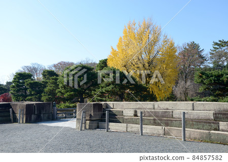 京都市中京區秋季二條城銀杏樹 84857582