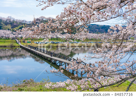 <Shimane Prefecture> Hiikawa embankment cherry blossom trees, Negai Bridge, subsidence bridge 84857716