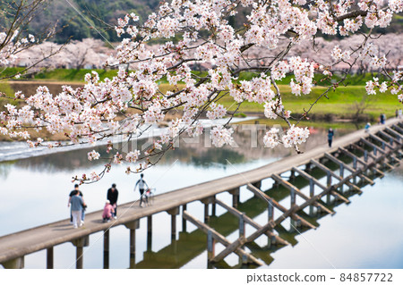<Shimane Prefecture> Hiikawa embankment cherry blossom trees, Negai Bridge, subsidence bridge 84857722