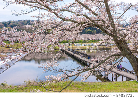 <Shimane Prefecture> Hiikawa embankment cherry blossom trees, Negai Bridge, subsidence bridge 84857723