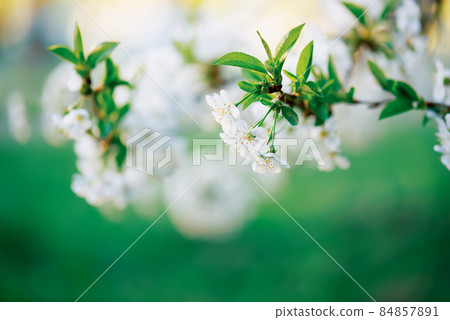 Cherry flowers frame Cherry flowers frame 84857891