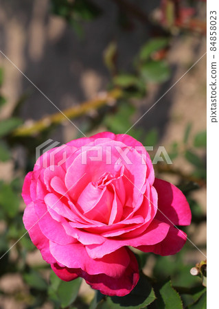 Bernard Buffet Rose Flower 84858023