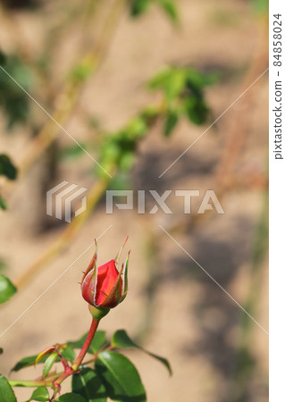 Tropical sorbet rose flower buds Tropical sorbet rose flower buds 84858024
