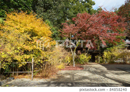 Autumn leaves of Nashinoki Shrine in the precincts of Kamigyo-ku, Kyoto Autumn leaves of Nashinoki Shrine in the precincts of Kamigyo-ku, Kyoto 84858240