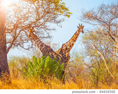 Giraffe twins under the tree Giraffe twins under the tree 84858500