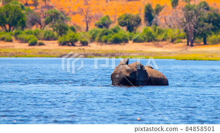 African elephant fording the river 84858501