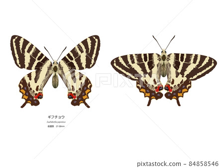 禮物蝴蝶 84858546