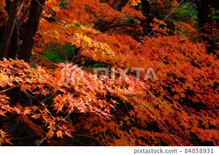 Koedo Kawagoe Kitain Dorobo Bridge周圍的秋葉圖案楓葉像繪畫一樣染成深紅色 84858931