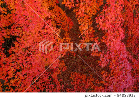 Koedo Kawagoe Kitain Dorobo Bridge周圍的秋葉圖案楓葉像繪畫一樣染成深紅色 84858932