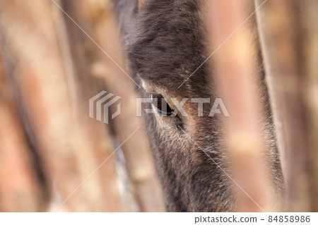 Donkey's eye 84858986