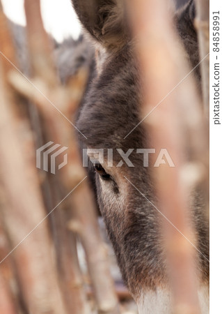 Donkey's eye Donkey's eye 84858991