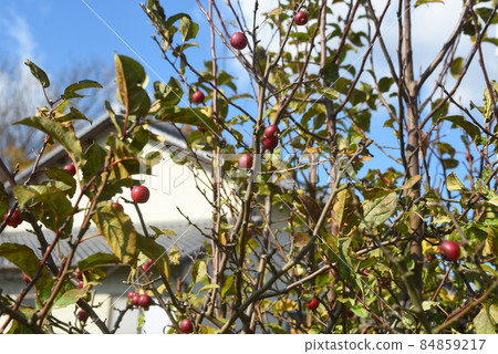 蘋果公主 84859217