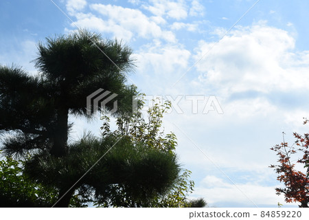Garden tree 84859220