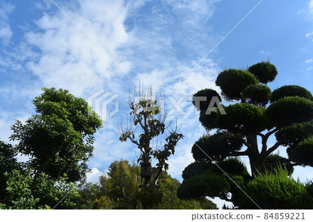 花園樹 84859221
