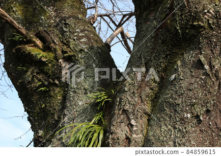 Sakura's old tree Sakura's old tree 84859615