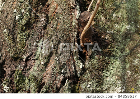 Sakura's old tree Sakura's old tree 84859617