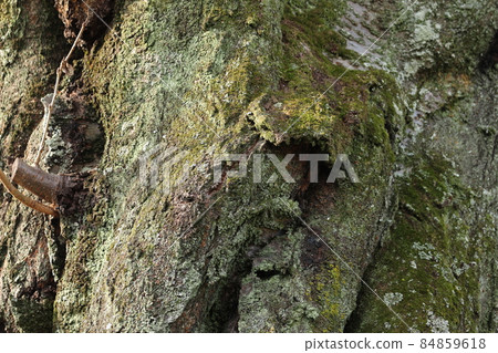 Sakura's old tree 84859618