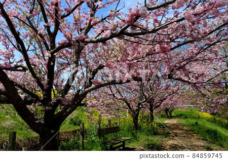 Healing spring walking path Sakura rape blossoms scenery Healing spring walking path Sakura rape blossoms scenery 84859745